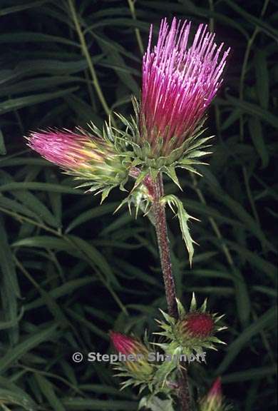 cirsium andersonii 1 graphic